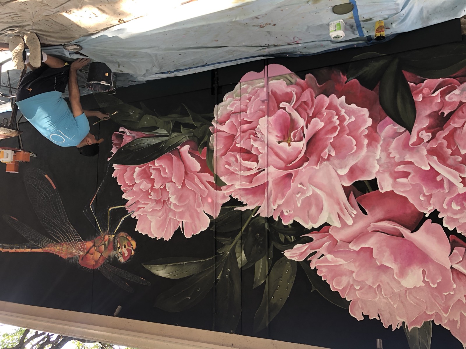 Peony & Dragonfly — Moments of Stillness